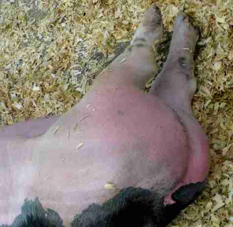 Looks like a lot of the other bottoms on this blog!